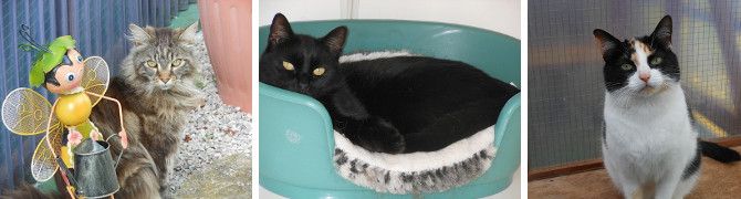 Cats enjoying their stay at Kopperkins Boarding Cattery